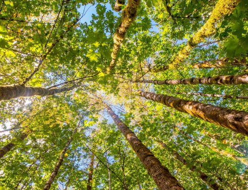 Protecting the Environment